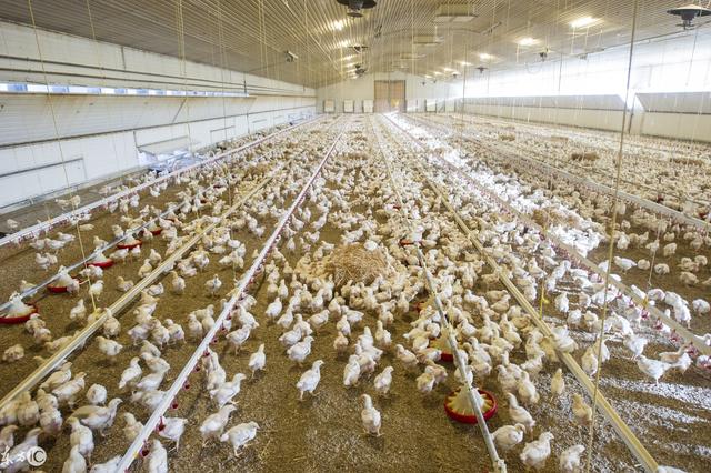 狀元雨壓力罐在養(yǎng)殖產(chǎn)業(yè)中的應(yīng)用范圍和選擇方法